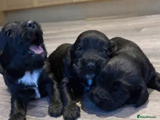 Cocker Spaniel dogs Beautiful show/working cocker spaniels 🐶🐾 - Advert 17