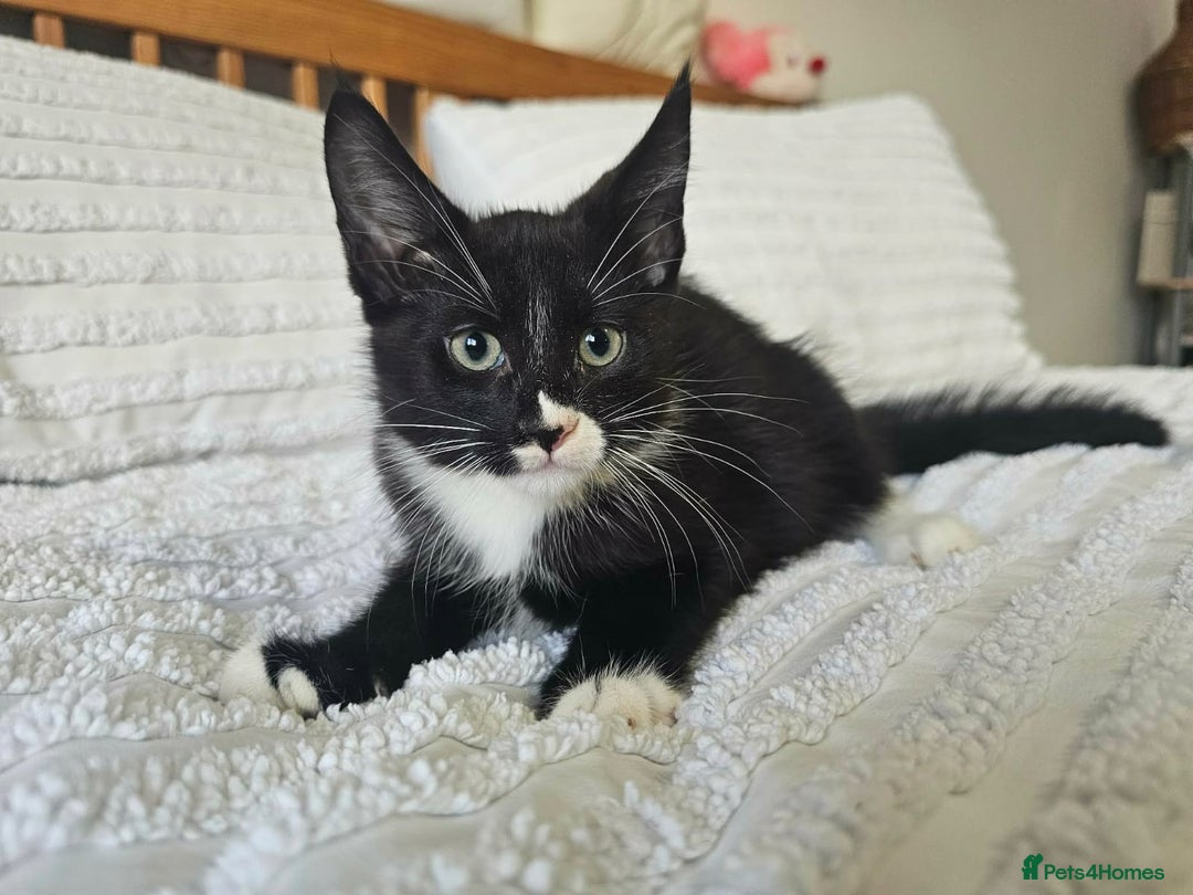 Maine Coon cats for sale: Amazing Maine Coon kittens  - Advert 5