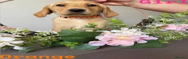 Orange collar 