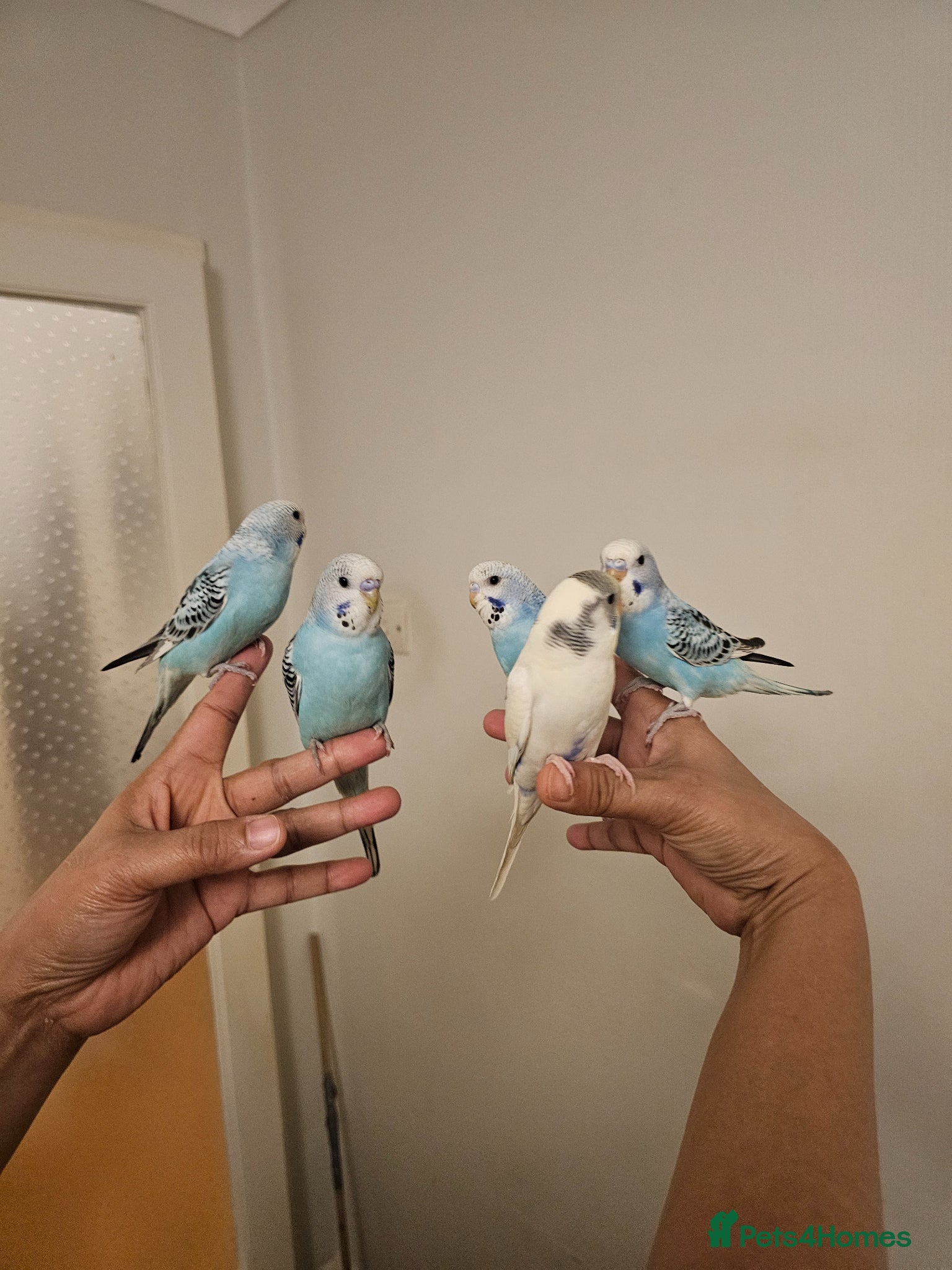 Budgerigars birds Handreared, semitamed, tamed budgies  - Advert 1