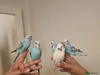 Budgerigars birds Handreared, semitamed, tamed budgies - Advert 1