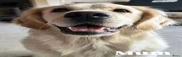 Golden Retriever dogs for sale:     KC Golden Retriever Puppies Due October - Advert 7