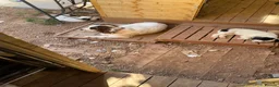 English Springer Spaniel dogs for sale: English Springer Spaniel Puppies  - Advert 3