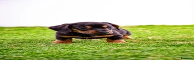 Miniature Dachshund 2