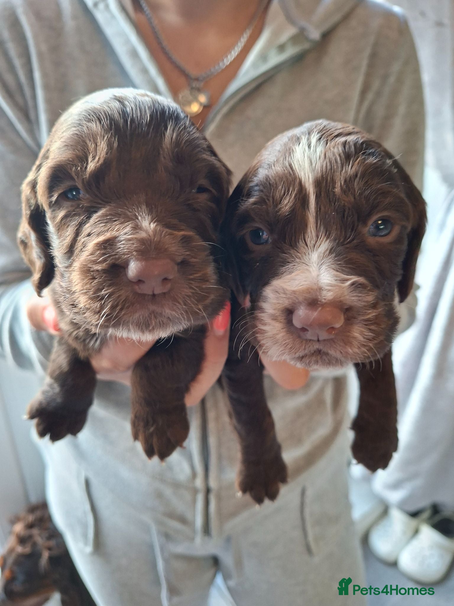 Cocker Spaniel dogs Cocker spaniel puppies  - Advert 10