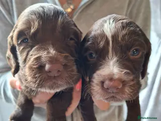 Cocker Spaniel dogs Cocker spaniel puppies - Advert 12