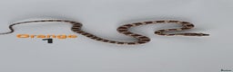 Corn Snake reptiles for sale: Baby Cornsnakes  - Advert 31