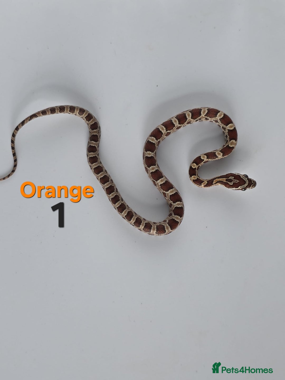 Corn Snake reptiles for sale: Baby Cornsnakes  - Advert 31