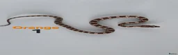 Corn Snake reptiles for sale: Baby Cornsnakes  - Advert 26