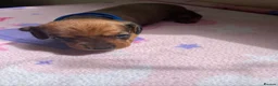 Miniature Dachshund dogs for sale:  Miniature Dachshund Puppies 🐾 in Newton Abbot - Advert 16