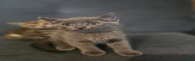 Grey Kitten