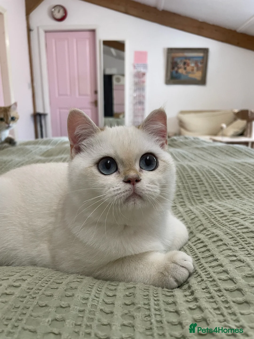 British Shorthair cats for sale: Very beautiful pure BSH Golden point NY12 - Advert 2