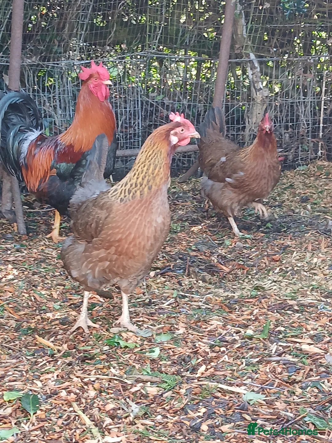 Hens poultry for sale: Trio of Welsummer largefowl 1 Cocketell and 2 Hens - Advert 1