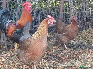 Hens poultry Trio of Welsummer largefowl 1 Cocketell and 2 Hens - Advert 12