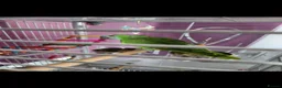 Parrots birds for sale: Blue fronted amazon parrot in Inverkeithing - Advert 2