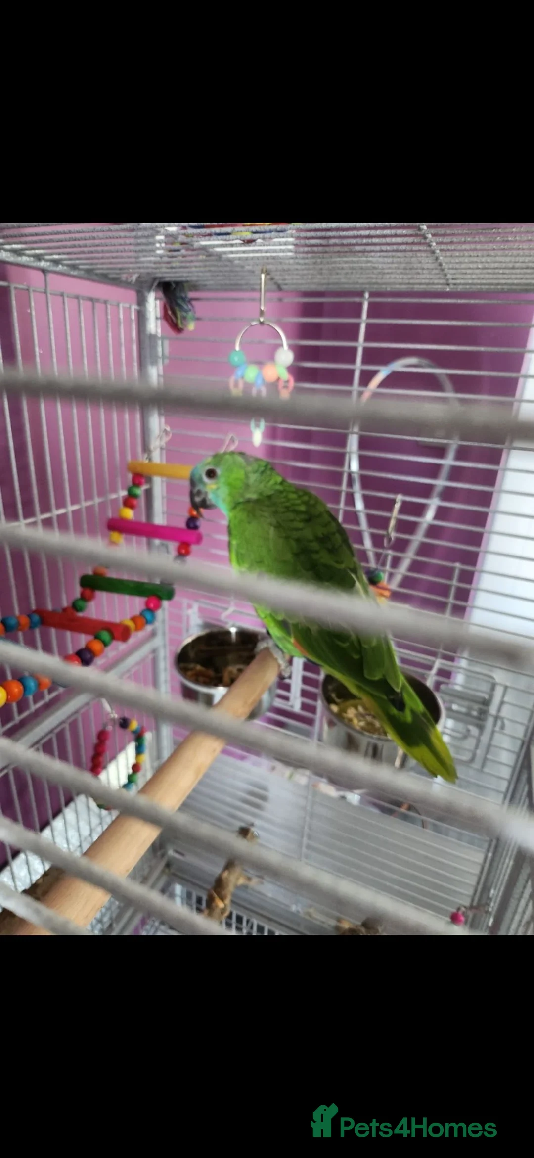 Parrots birds for sale: Blue fronted amazon parrot in Inverkeithing - Advert 2