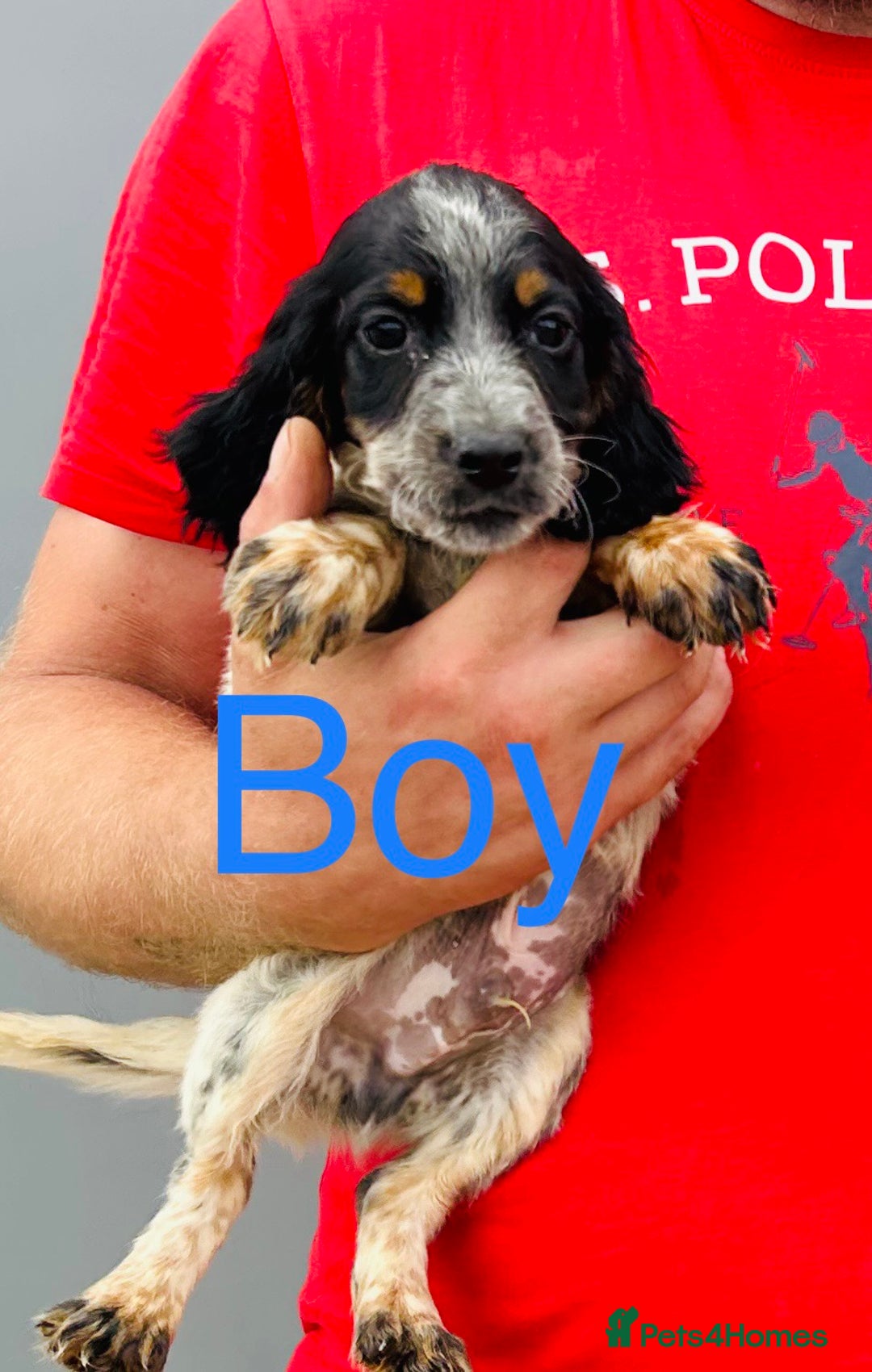 Cocker Spaniel dogs for sale: Beautiful litter of cocker spaniels - Image 7