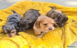 Miniature Dachshund dogs for sale: Miniature Longhaired Dachshund Puppies  - Image 30