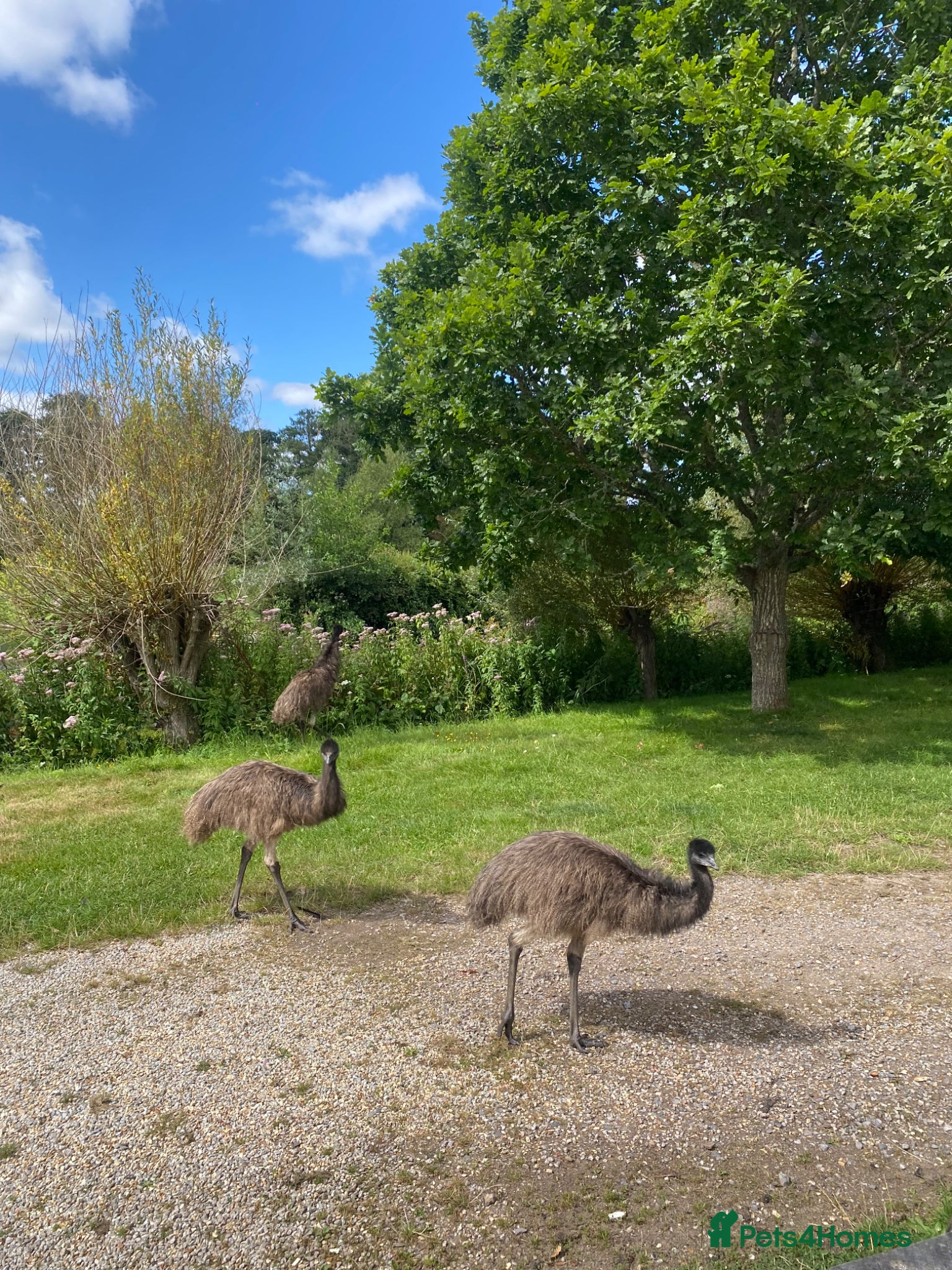 Emus poultry Emus for sale  - Advert 2