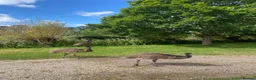 Emus poultry for sale: Emus for sale  in Hungerford - Advert 1