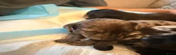 Dachshund dogs for sale: Essex Based Miniature Dachshund Puppies  in Wickford - Advert 9