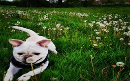 Frug dogs for sale: 3 & 1/2 Yr old male frug - Image 4