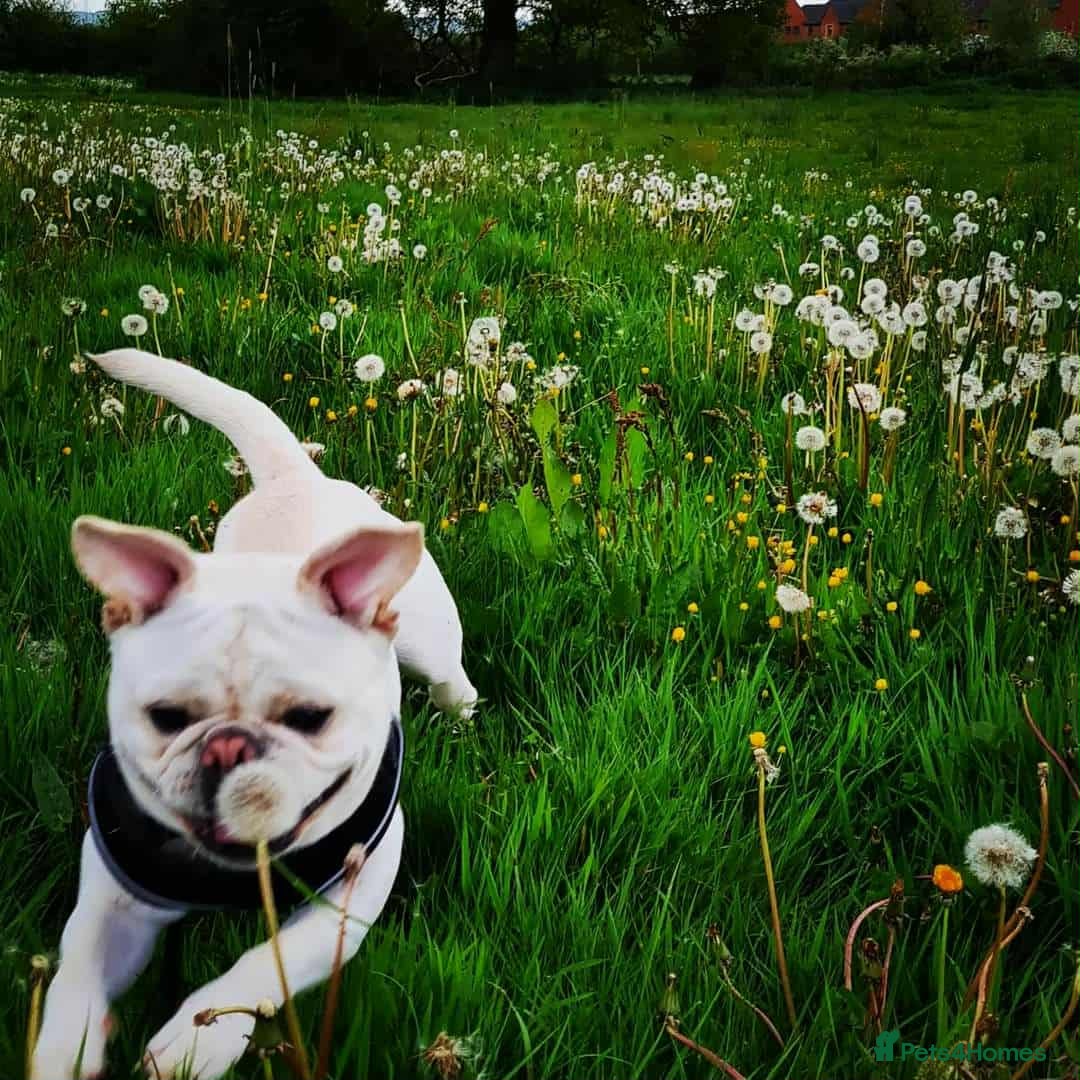 Frug dogs for sale: 3 & 1/2 Yr old male frug - Image 4