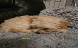 Maltipoo dogs for sale: MALTIPOO PUPPIES FOR SALE - Image 15
