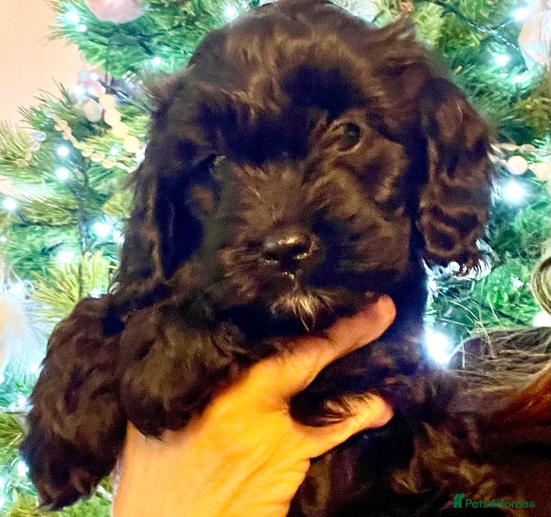 Cavapoo dogs for sale: F1 Cavapoo - Advert 17