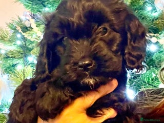 Cavapoo dogs F1 Cavapoo - Advert 12