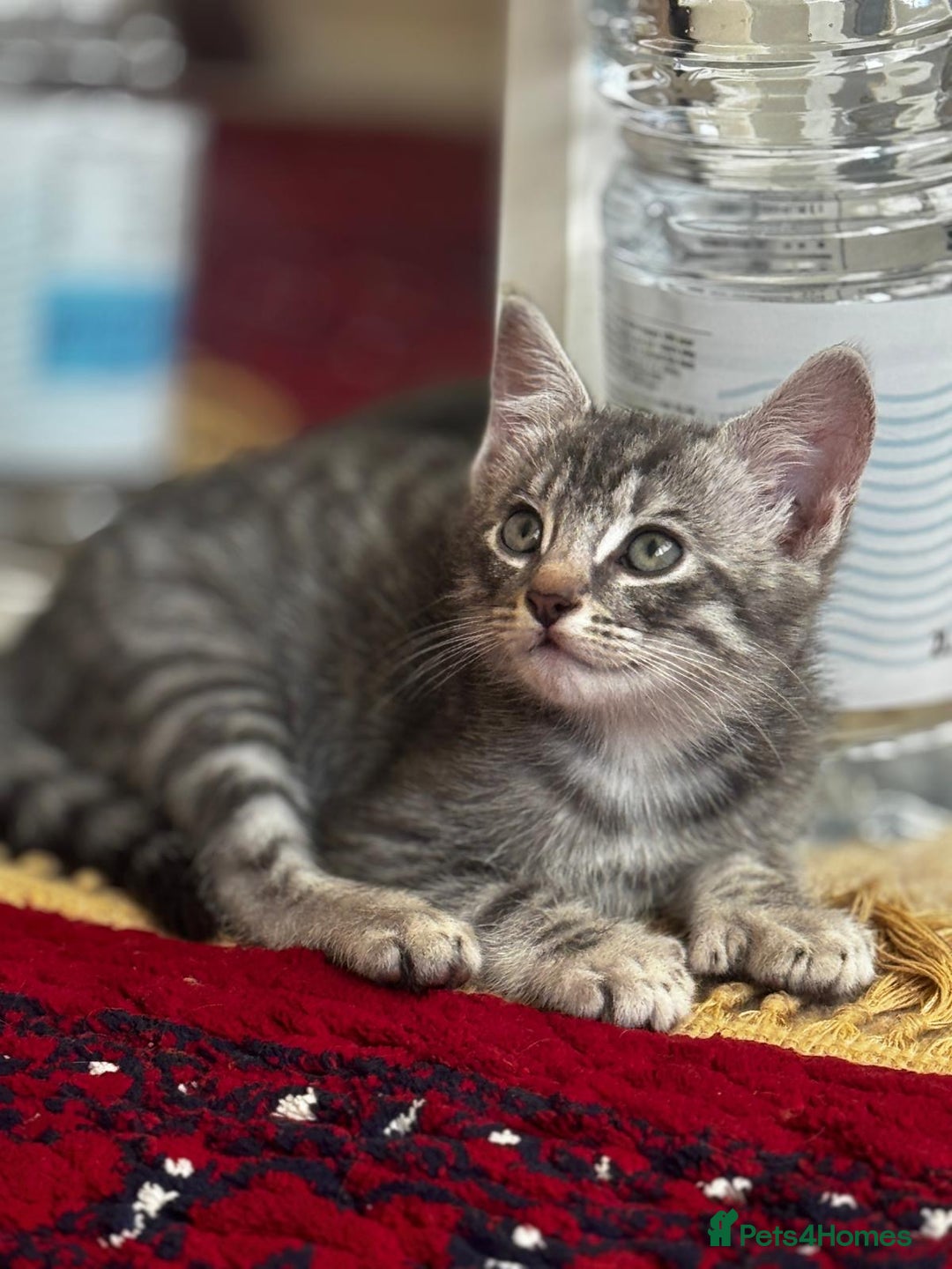 American Shorthair cats for sale: Kittens - Image 12