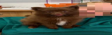 Pomchi 2