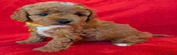 Cavapoo dogs for sale: F2 Cavapoo, Dog breeding license - Advert 19