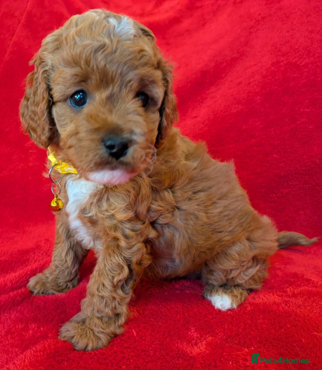 Cavapoo dogs for sale: F2 Cavapoo, Dog breeding license - Advert 19