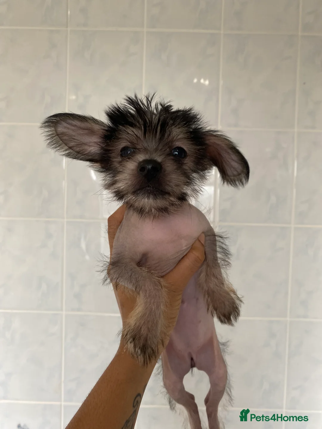 Chinese Crested dogs for sale: 💙💖Stunning Chinese crested ready now💖💙 - Advert 11