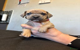 Mixed Breed dogs for sale: Dachshund cross Frenchbull dog (frenchbullwiner)p - Image 10
