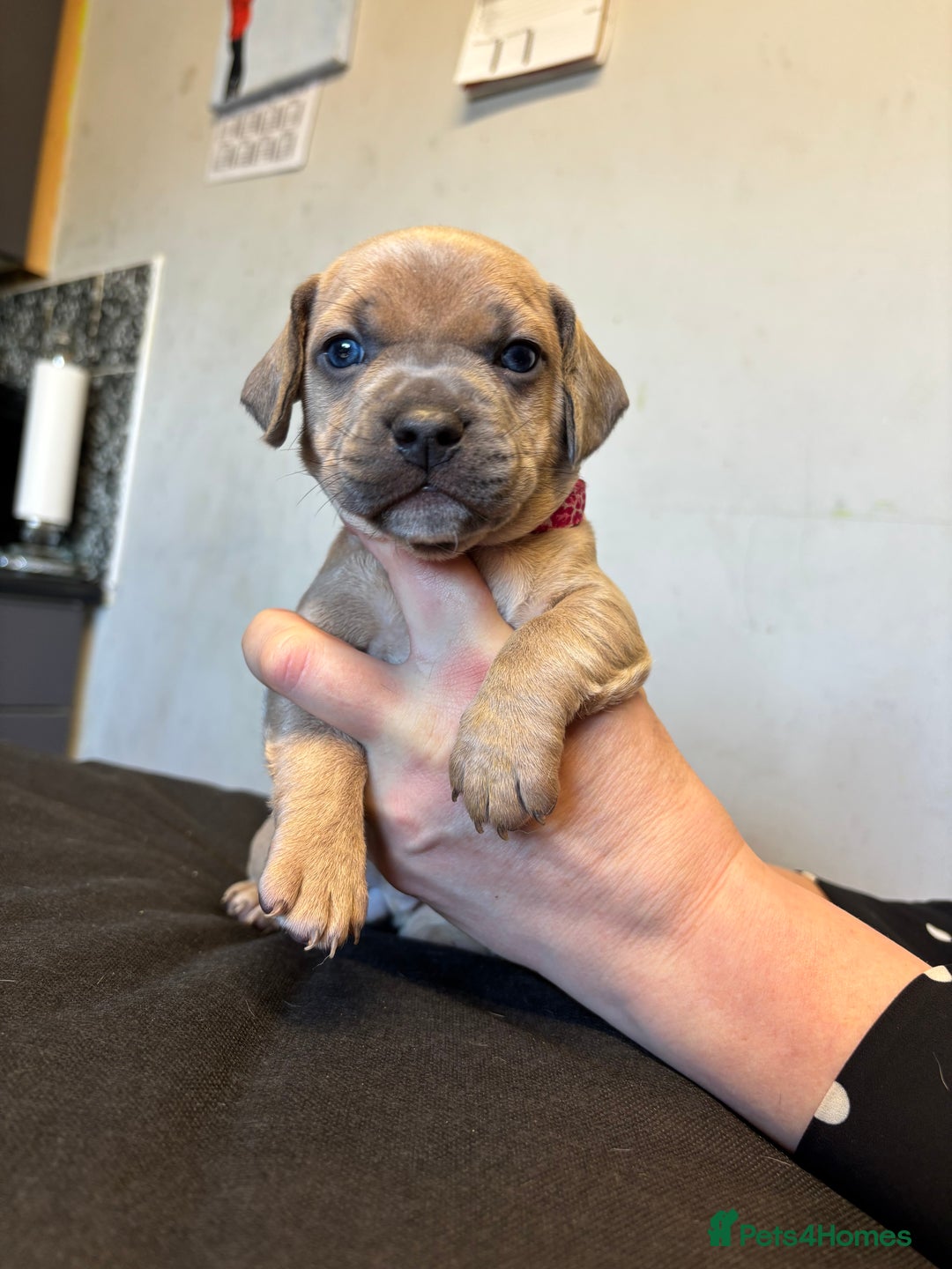 Mixed Breed dogs for sale: Dachshund cross Frenchbull dog (frenchbullwiner)p - Image 10
