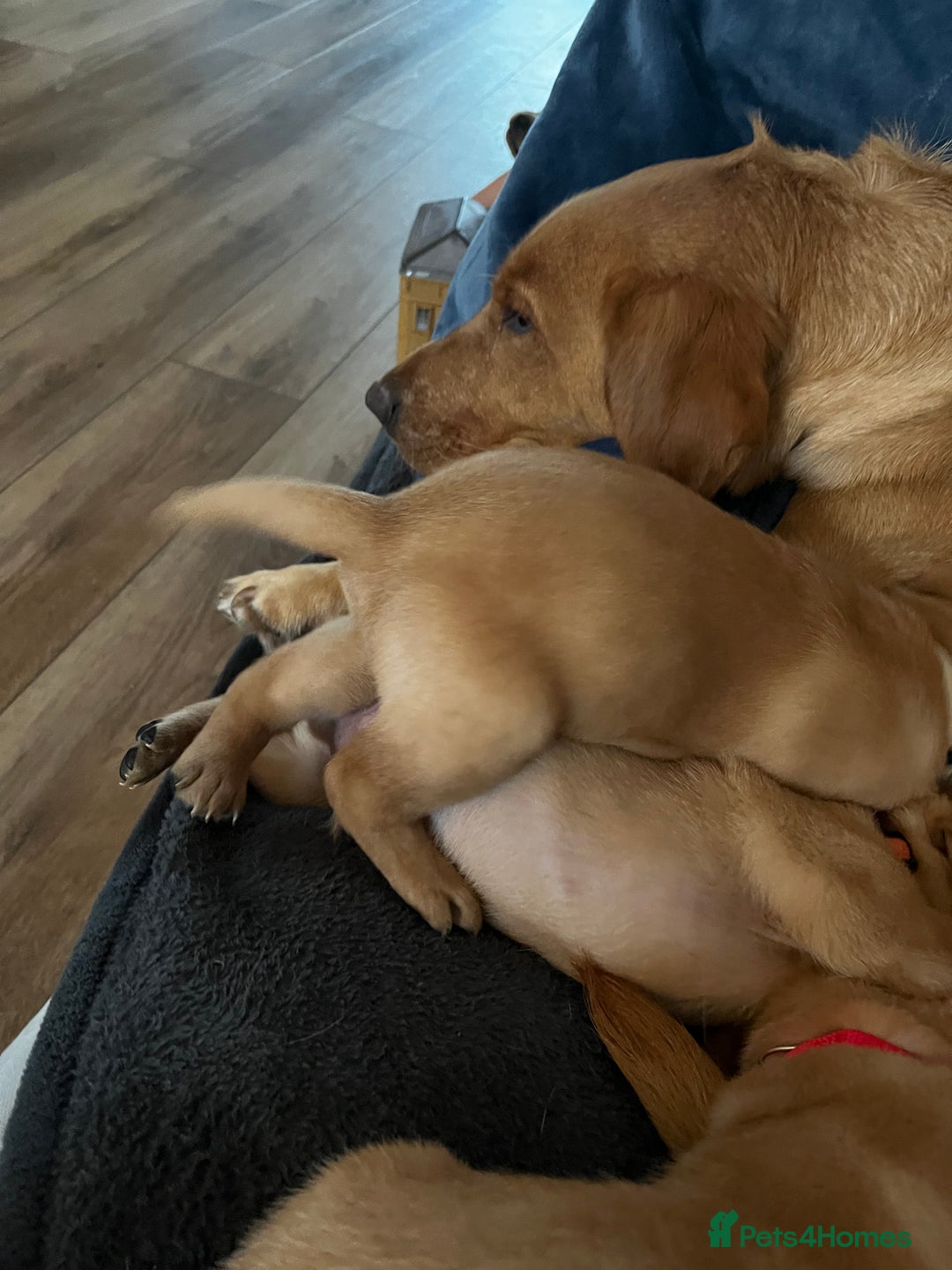 Labrador Retriever dogs for sale: Beautiful fox red puppies  - Advert 4