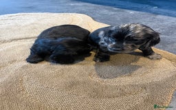 Cocker Spaniel dogs for sale: Cocker spaniels  - Image 5
