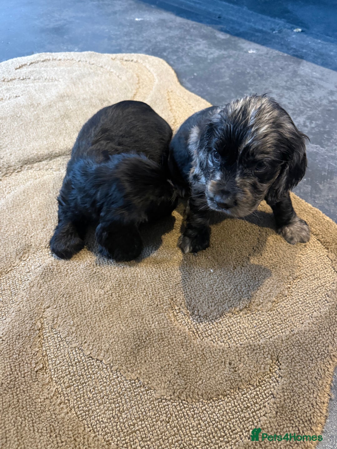 Cocker Spaniel dogs for sale: Cocker spaniels  - Image 5
