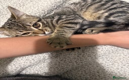 British Shorthair cats for sale: Need rehoming 2x female cats. 1 year old - Image 6