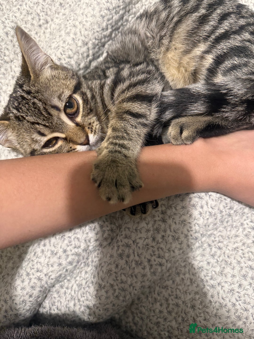 British Shorthair cats for sale: Need rehoming 2x female cats. 1 year old - Image 6