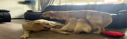 Golden Retriever dogs for sale: KC Registered Golden Retriever puppies.  - Advert 13
