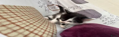 Little Panda
