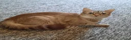 Mixed Breed cats for sale: Beautiful kittens - Advert 9