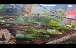 Chameleon reptiles for sale: 2 year old female chameleon  - Image 2
