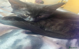 Domestic Shorthair cats for sale: Kittens for sale  - Image 3
