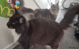 Maine Coon cats for sale: 2 beautiful (certified pure-bred) maine coons - Image 3