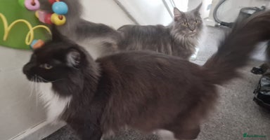 Maine Coon cats - Advert 9