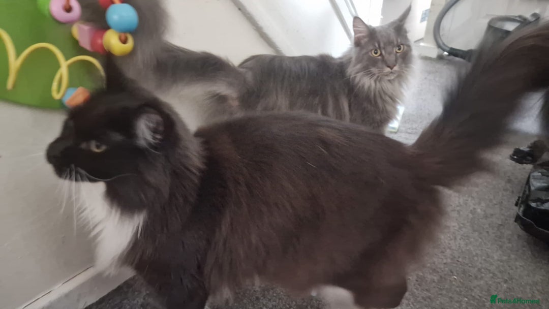 Maine Coon cats for sale: 2 beautiful (certified pure-bred) maine coons - Image 3